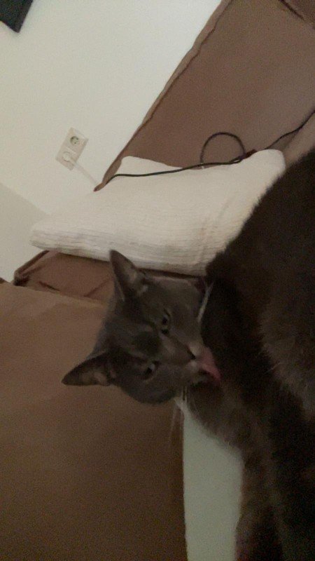 Boef