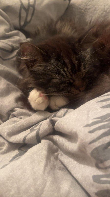Simba