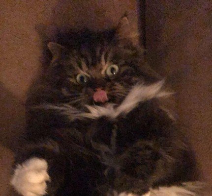 Simba
