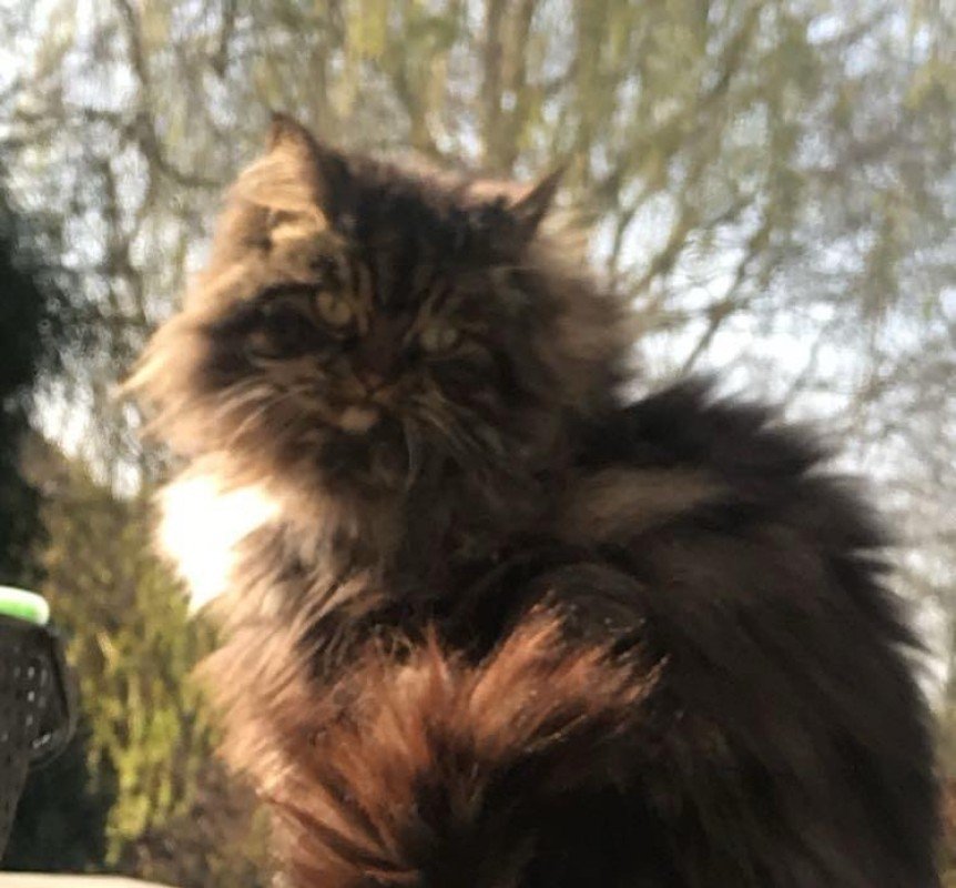 Simba