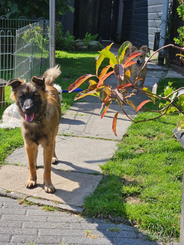 Laika