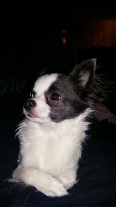 Bailey