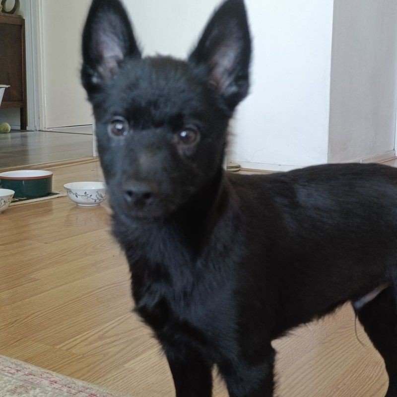 Maxi