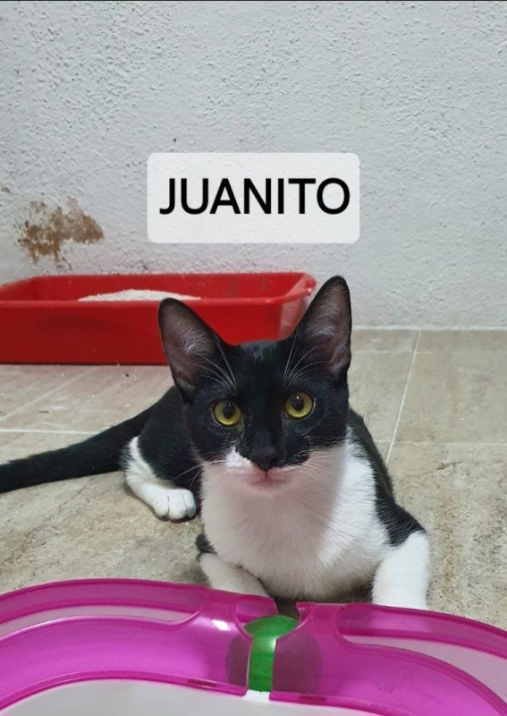 Juanito