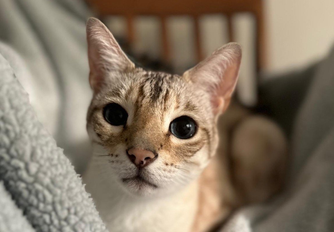 Edgar