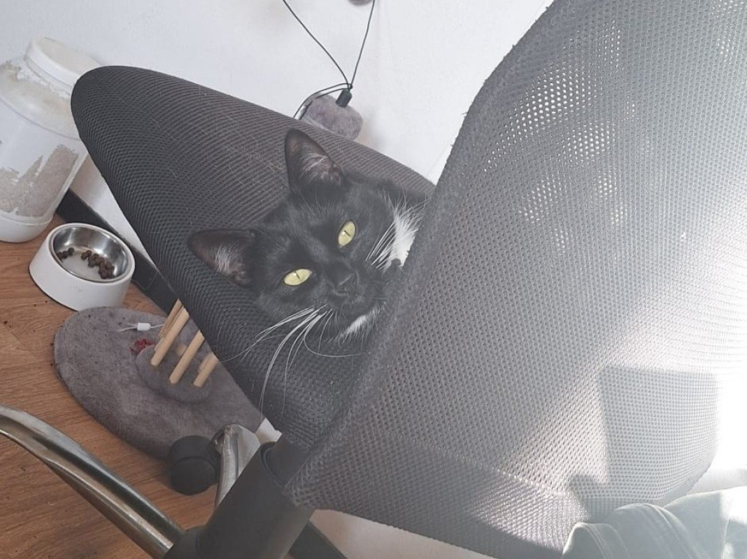 Mew