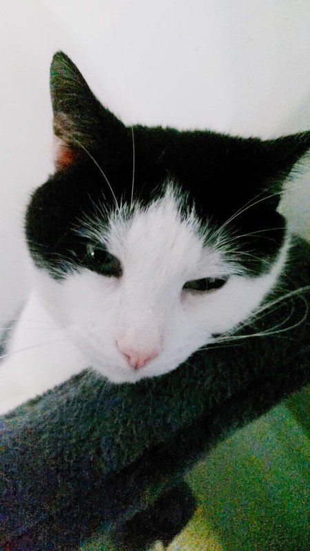Boris