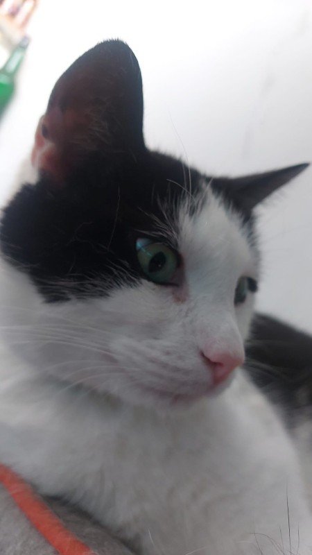 Boris