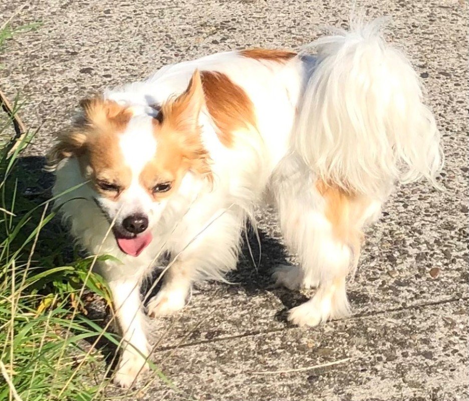 Chico