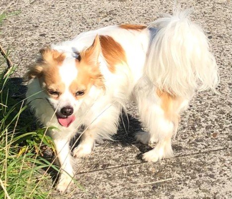 Chico