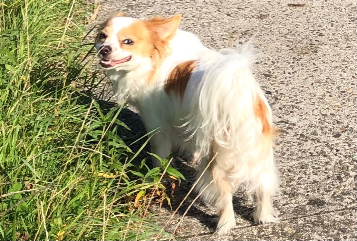 Chico