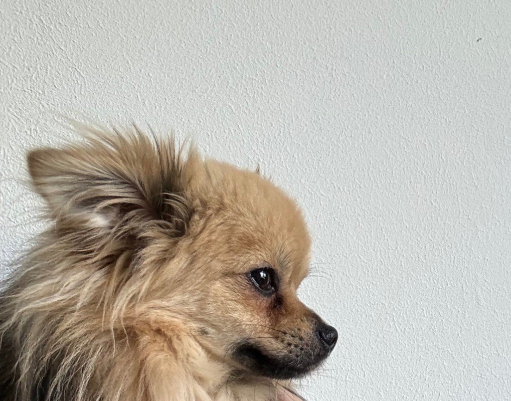 Bumba