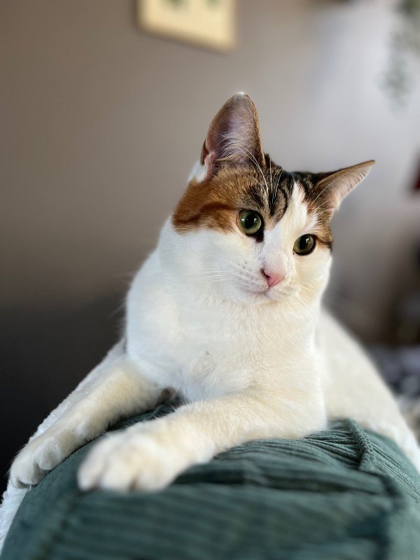 Poes