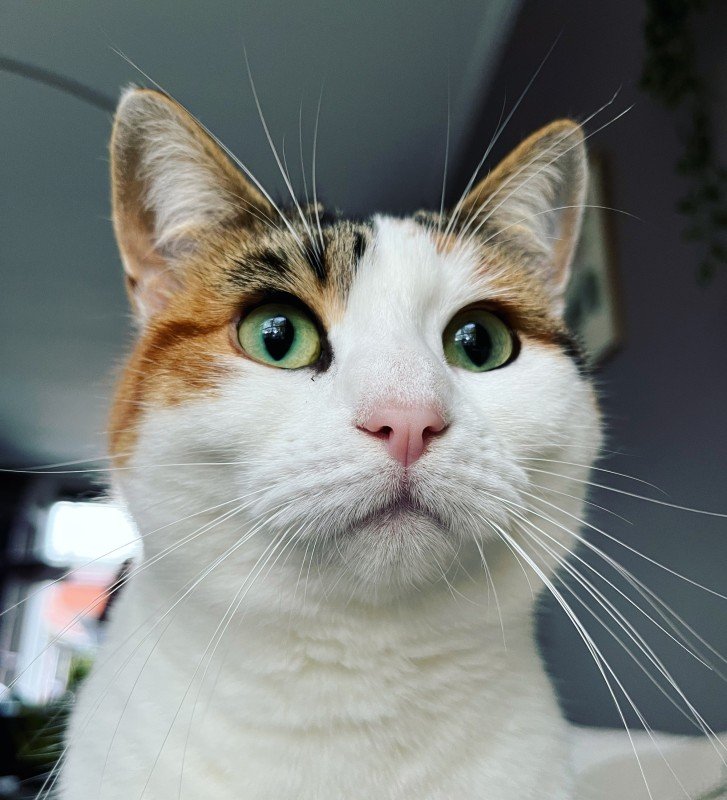 Poes