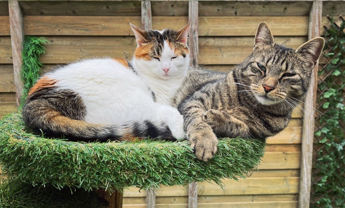 Poes