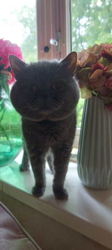 Tommie