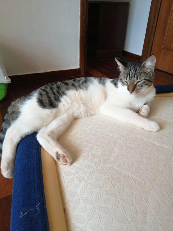 Domino