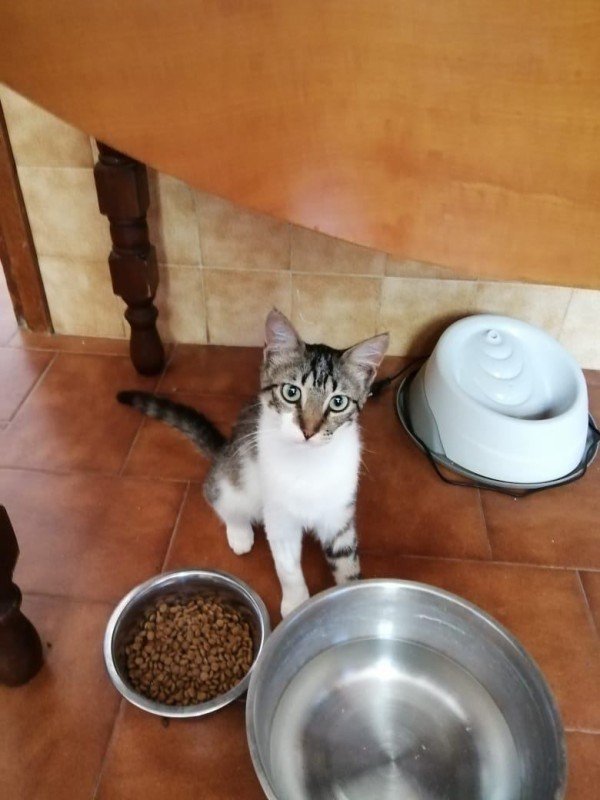 Domino