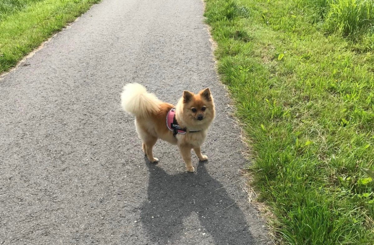 Loetje (Luna/Pitou)