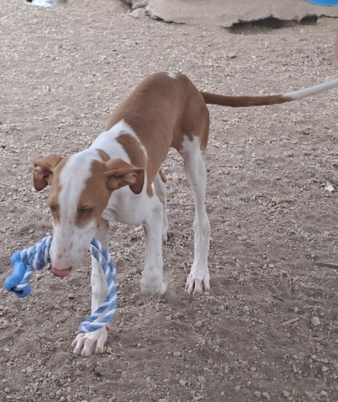 Scout