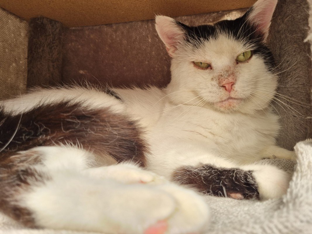 King (FIV+)