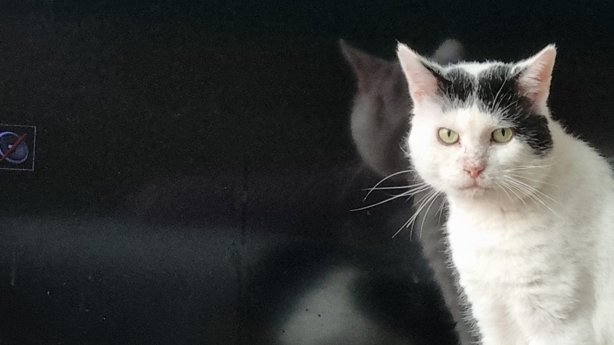 King (FIV+)