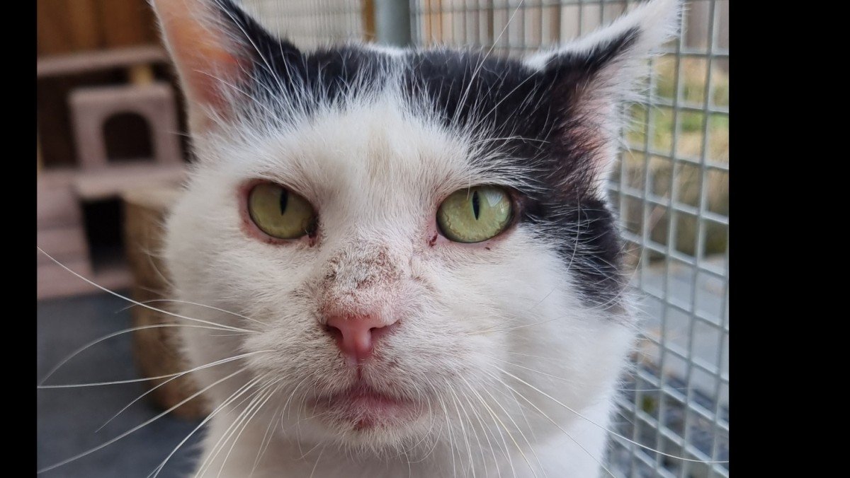 King (FIV+)