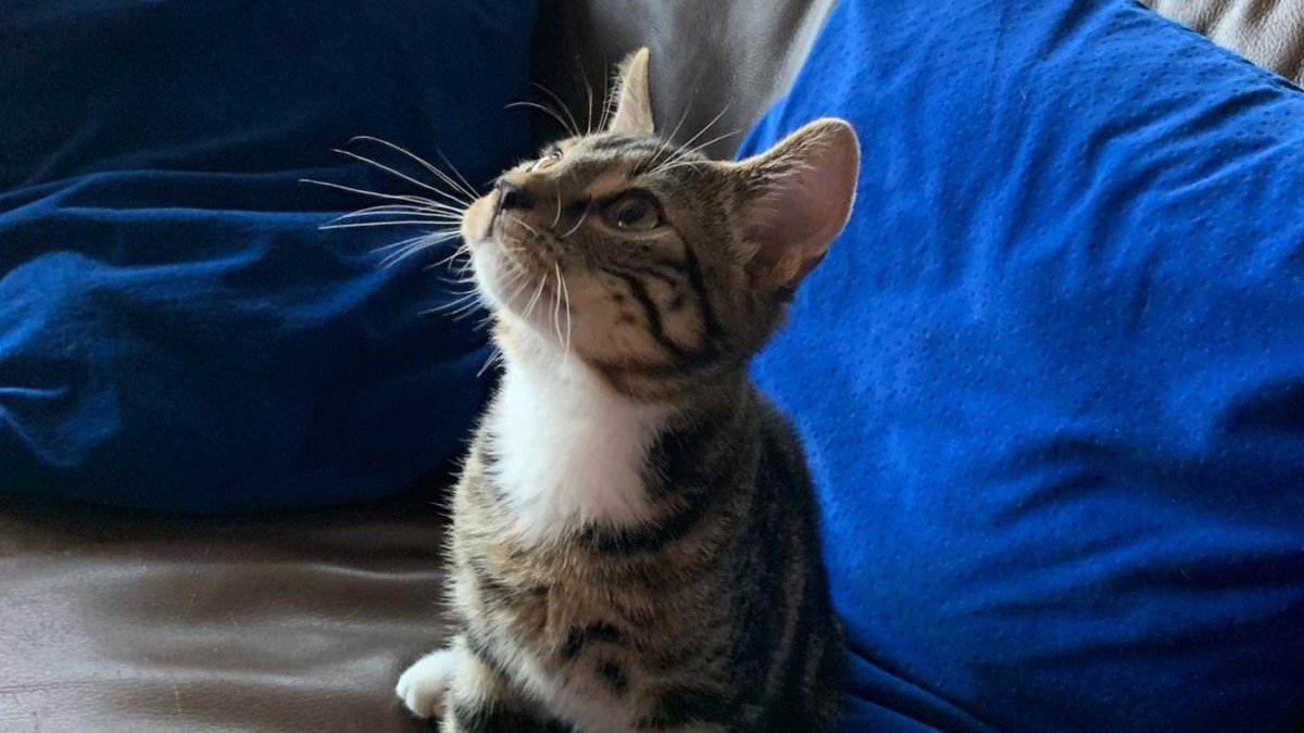 Ajax