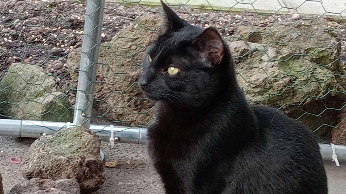 Loki