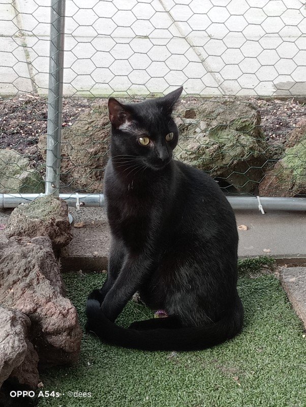 Loki