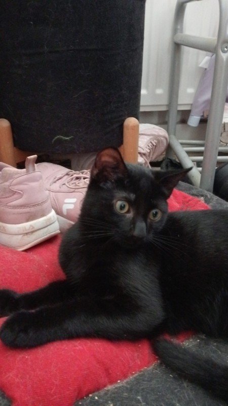 Loki