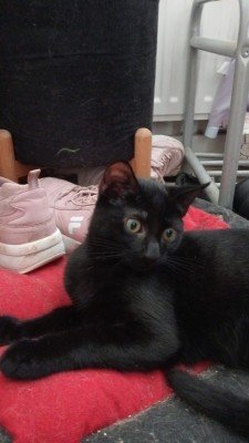 Loki