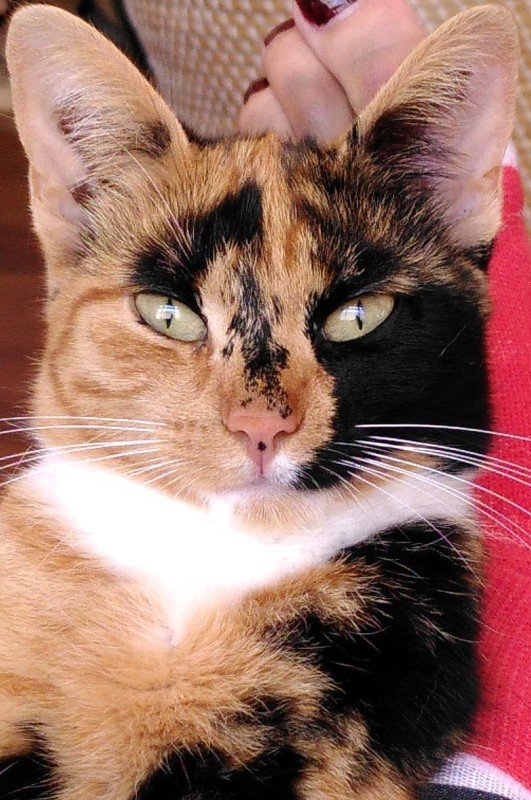 Coco