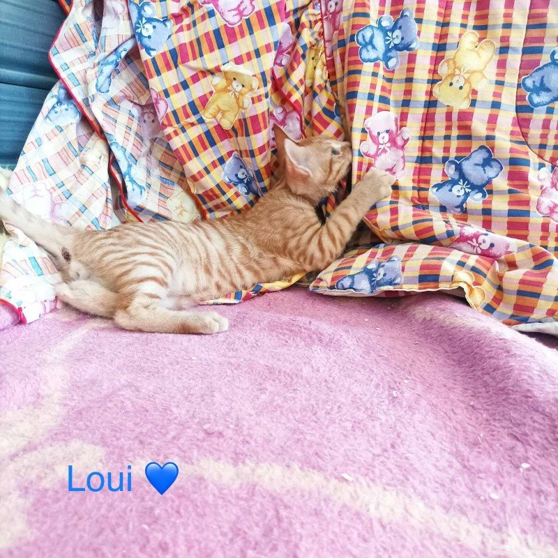 Loui