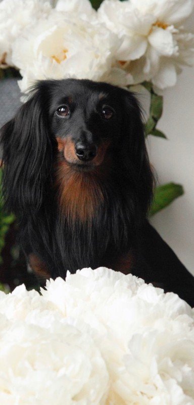 Molly
