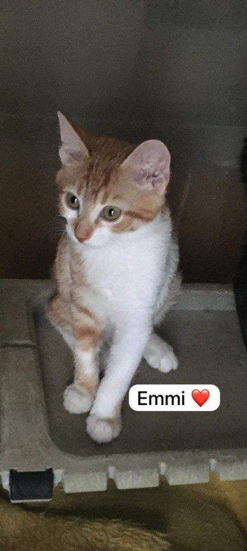 Emmi