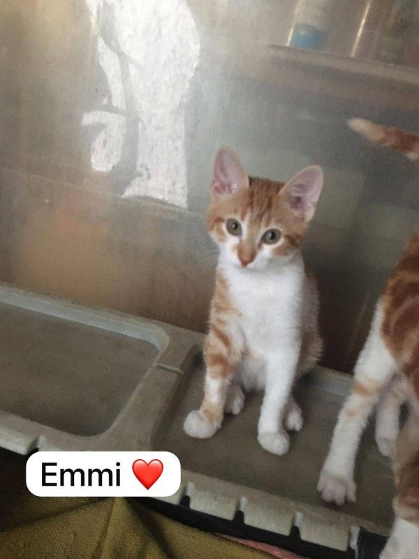 Emmi