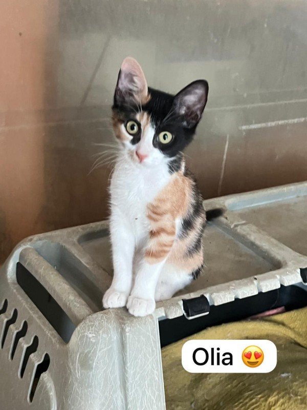 Olia