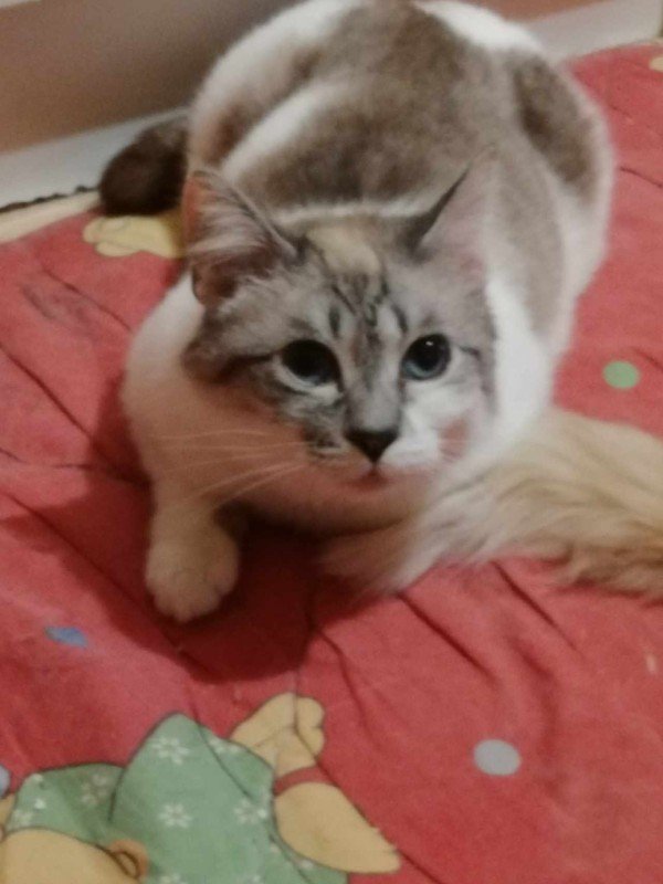 Francis