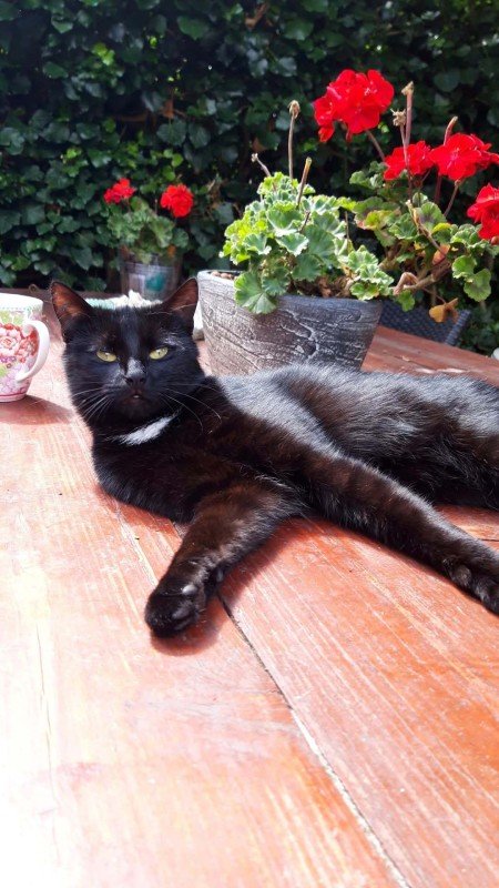 Panter