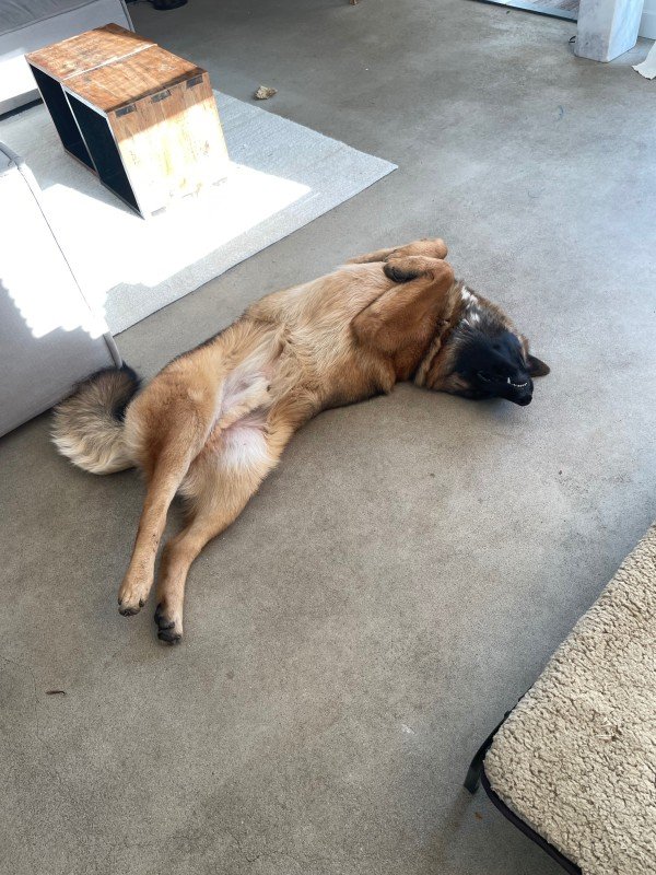 Loki