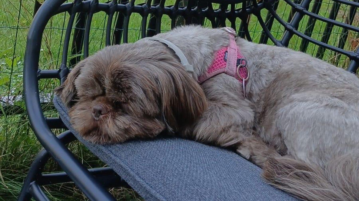 Rosa