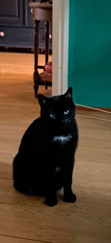 Pippa