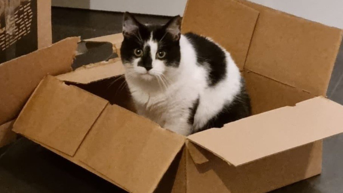 Balthazar (Ballie)