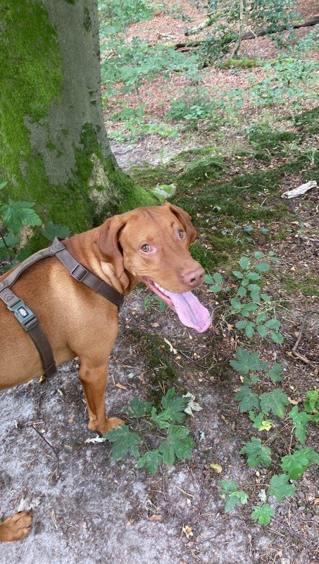 Ravasz