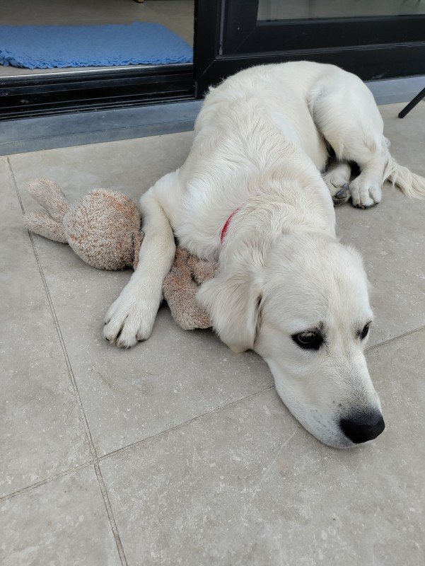 Archie