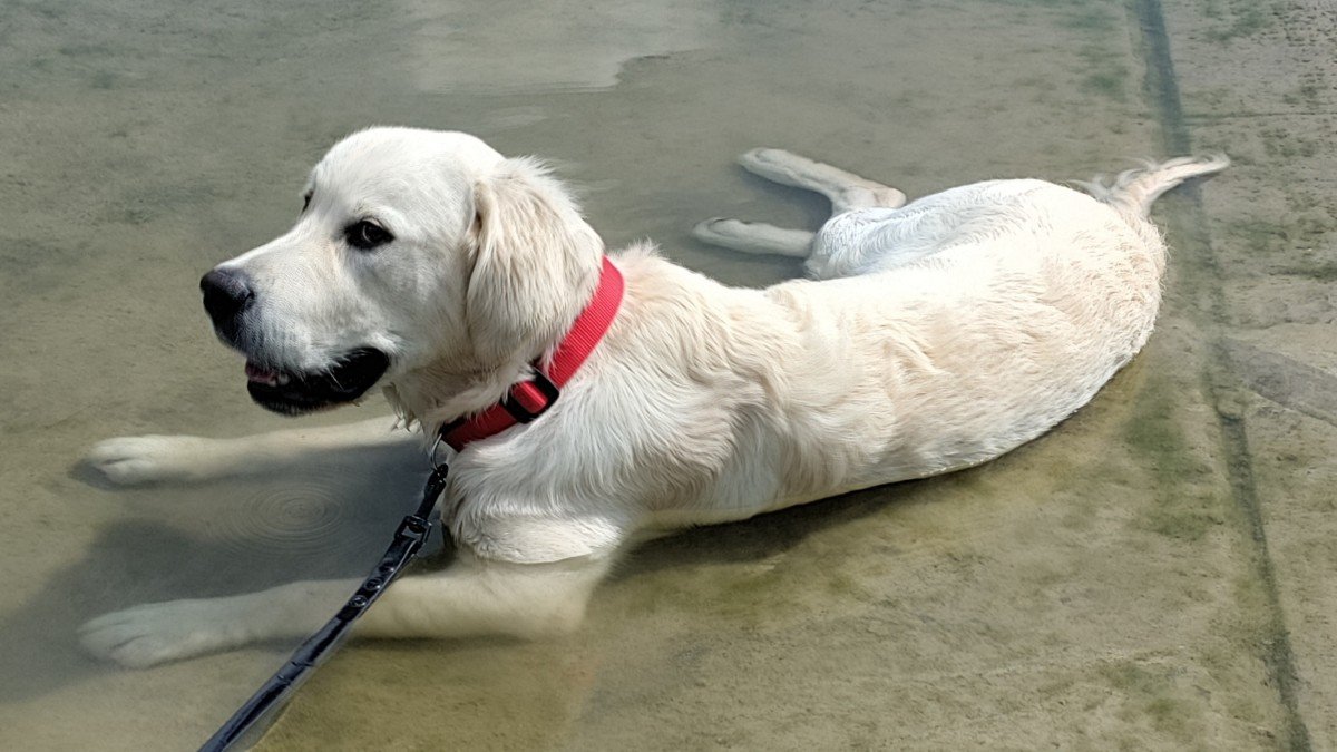 Archie