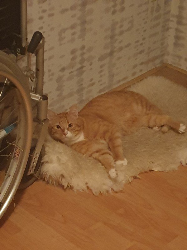 Gijs