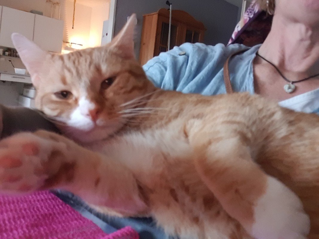Gijs