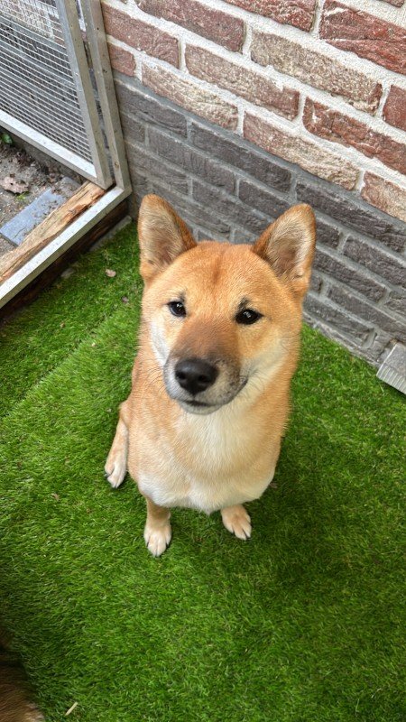 Odin